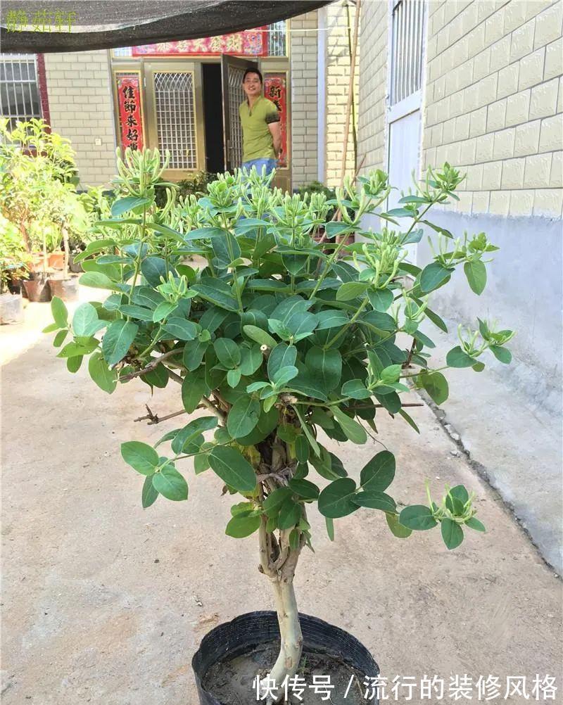 浇水|金银花根系发达,一造型便“立竿见影”,轻松获取盆景制作的欢乐