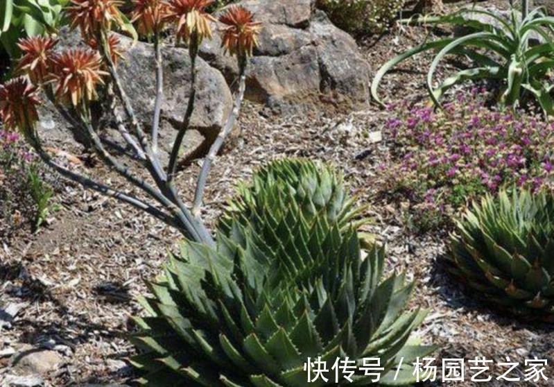 逆袭|螺旋芦荟的逆袭：幼苗人人买得起，养5年身价抵白领半年工资