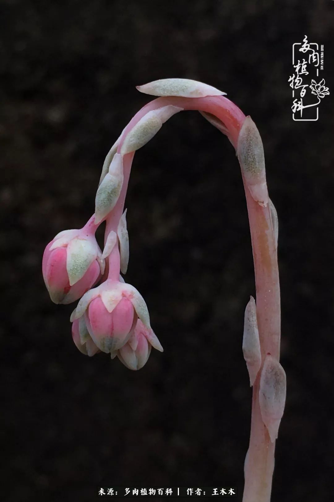 爱上多肉的第三个年头回看励志对比图,感悟岁月静好!