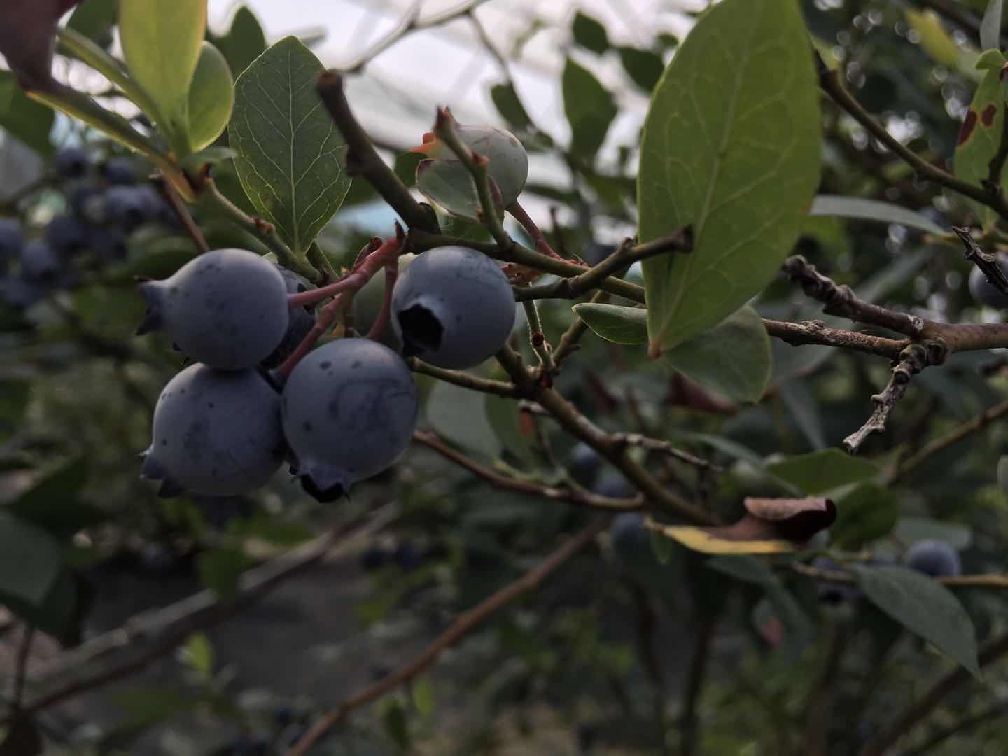 农业园区|蓝莓熟了！上海这个区新办蓝莓采摘季嘉年华，“看着好看、吃着好吃”