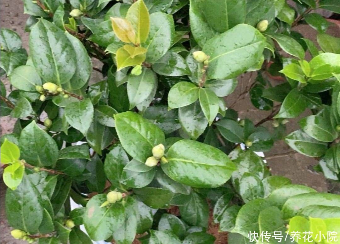 立秋后,3种花长出花苞,补上几次磷钾肥,提高开花质量