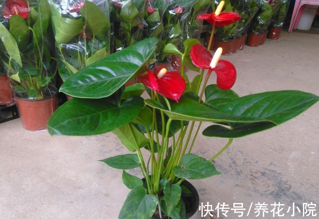 半阴花|喜欢养花家里光照少，可选7种喜半阴花，漂亮还好养
