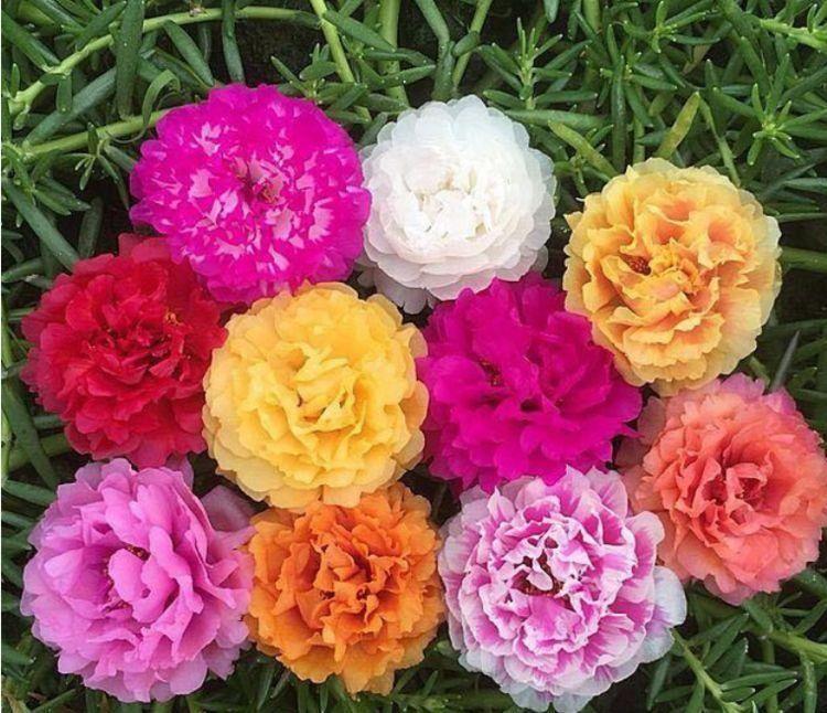 4种花一定要养,花开爆盆美如花,枝头窜满花苞,入手不亏