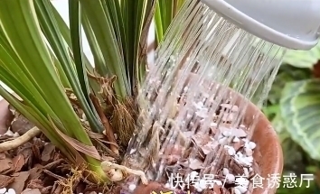 适合新手养的兰花：种植技巧，学会这几步，大获丰收不是梦