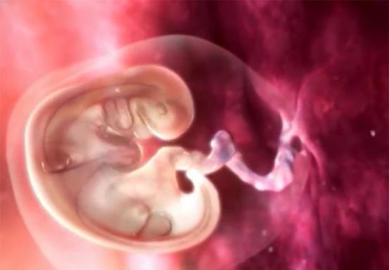 发育|可以看见胎芽，大约是怀孕多少周了？