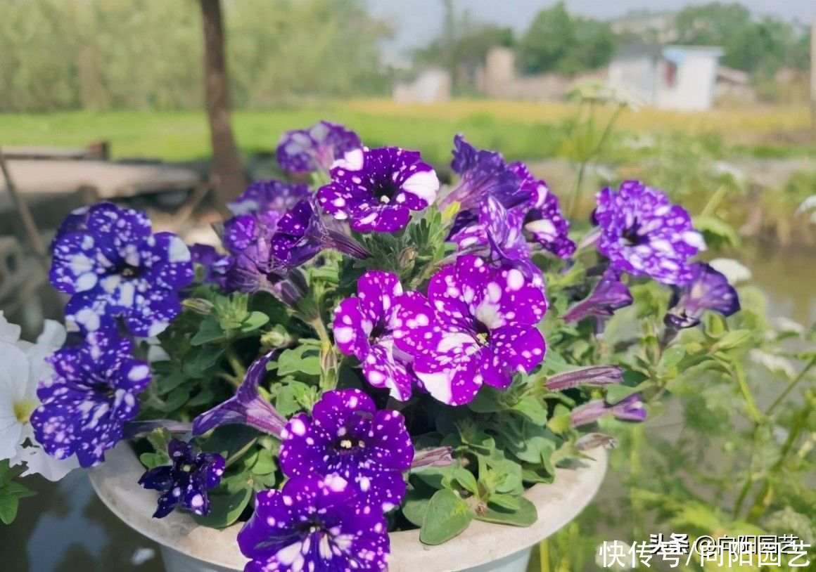 根系|阳台养花,当然选矮牵牛,抗旱,不怕晒,太阳越毒辣开花越多