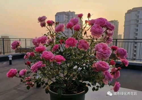 买的营养土,椰糠混合些珍珠岩,可以直接用来养月季花吗?