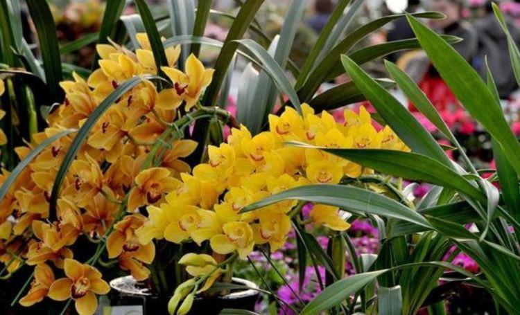 几种花养家里,从年头香到年尾,芳香四溢,年年长势旺