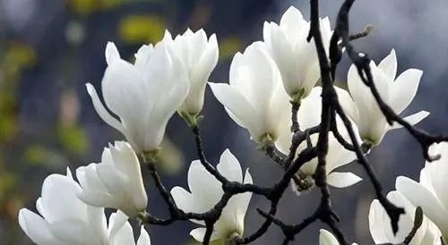 古代的“大户人家”都喜欢养这10种植物,家里养几盆,富贵吉祥旺家宅,你家养了吗