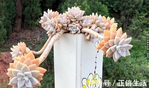 6种普货多肉，皮实又好养，容易出状态，长成小老桩，适合新手！