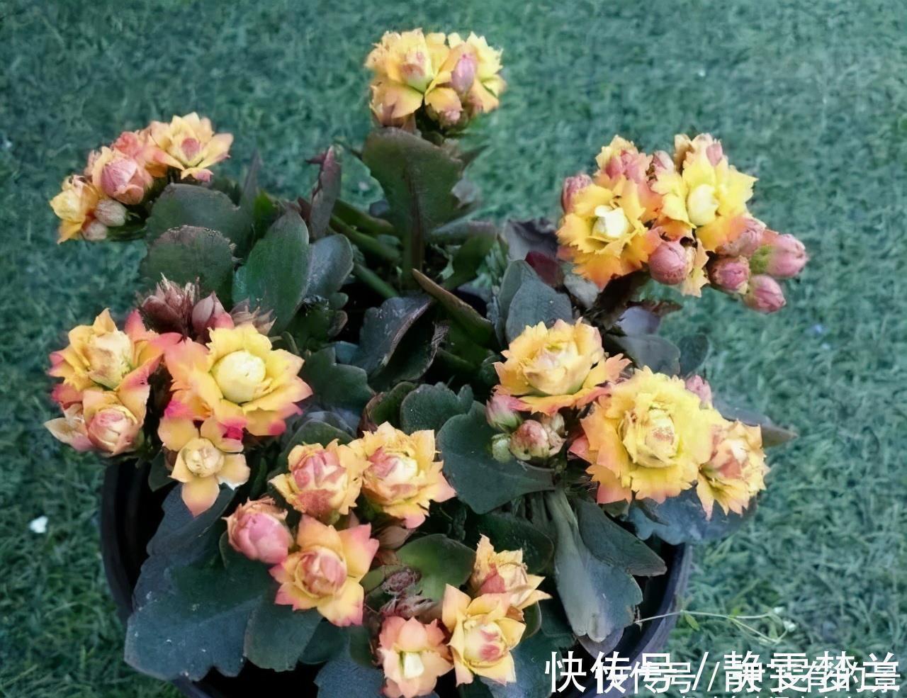 长寿花|长寿花有“三怕”，入冬养护得避开，养成小老桩，清香宜人小半年