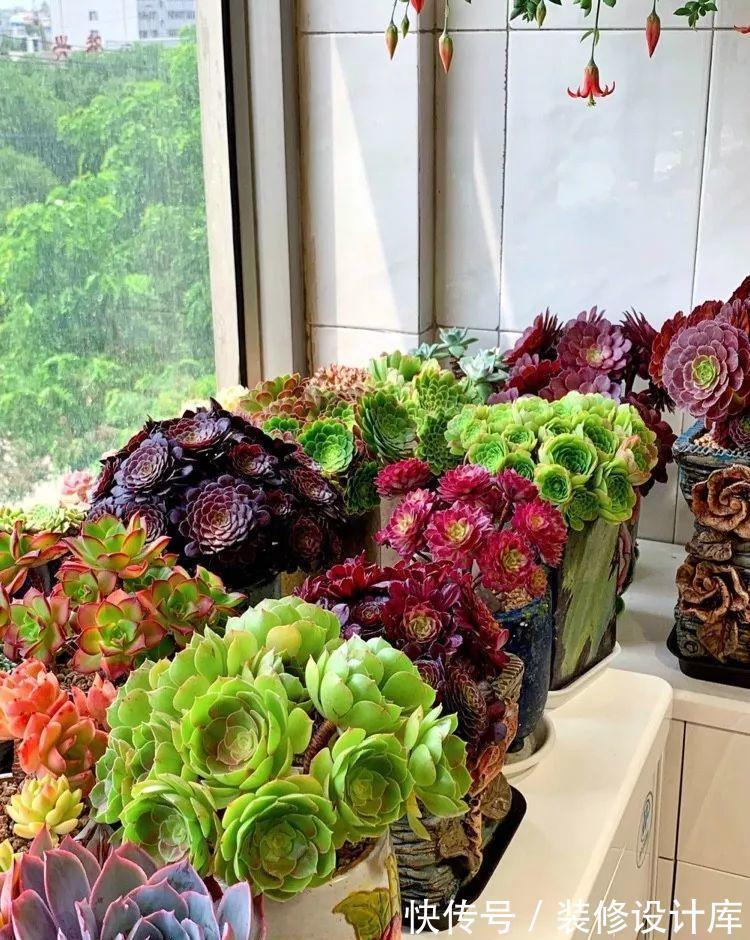 鲜艳|封闭阳台上,禁止养3种花,理想丰满,现实打脸,白白浪费钱