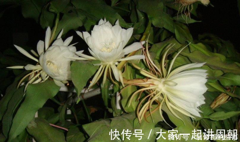 条件|想要看到“昙花一现”，必须具备4个“条件”，轻松让昙花开花！