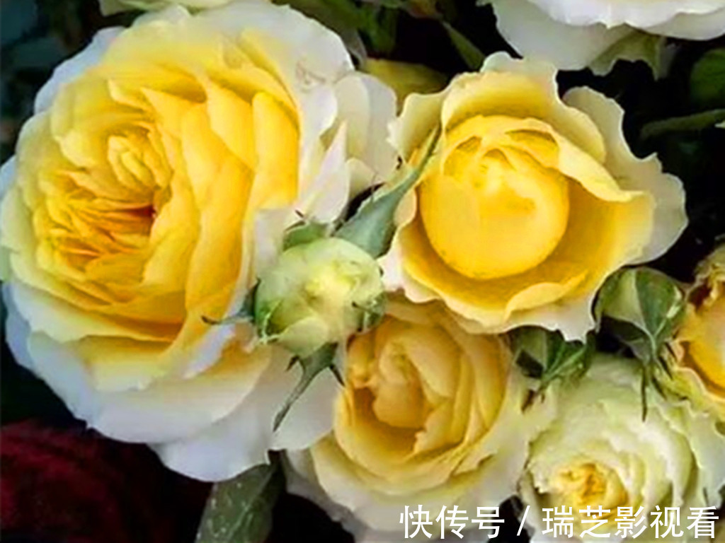 阳台上|阳台党养花别跟风,图片是别人家的,适合自己的才省心省力