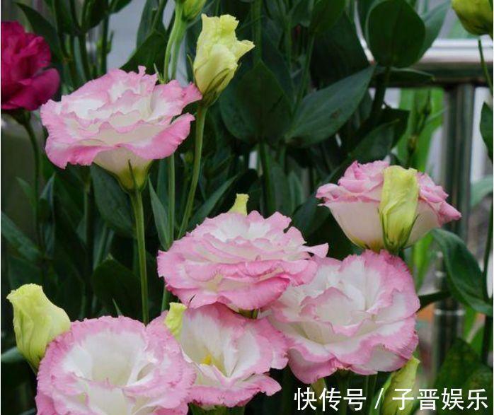 九里香|4种漂亮花,花朵多又艳,一开就是300多天,一盆开花上百朵