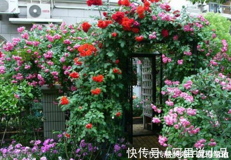 院子|为什么说院子里要有藤本月季?看过上百个小院,我羡慕了