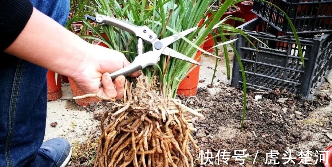 兰株|兰花什么时候分苗最佳？兰友：一年四季都可以，最佳时机只有两季