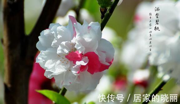 扶桑花|9月4日-9月19日，庭院选这几款花，花开美艳动人，花开芳香四溢