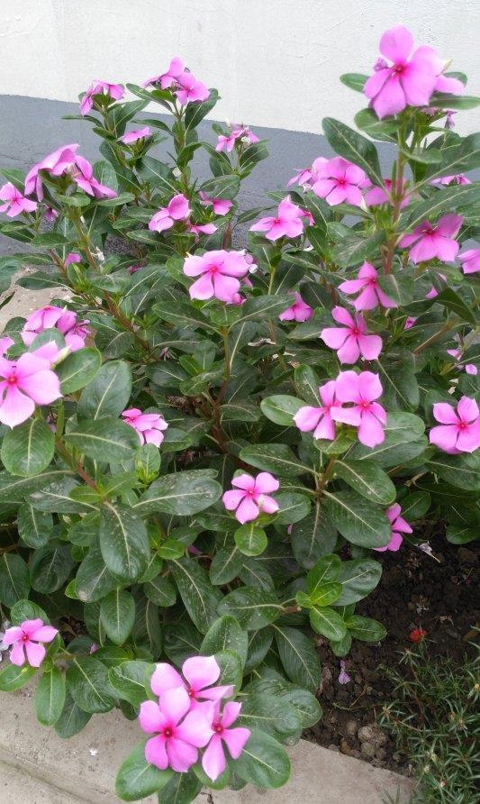 阳台上|6种“劳模花”,四季能开花,家里养一盆,赏花300天