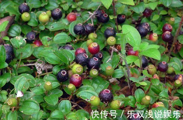 赤白血痢疾|农村的有7种“野果”，你吃过几个？吃过4种就服你