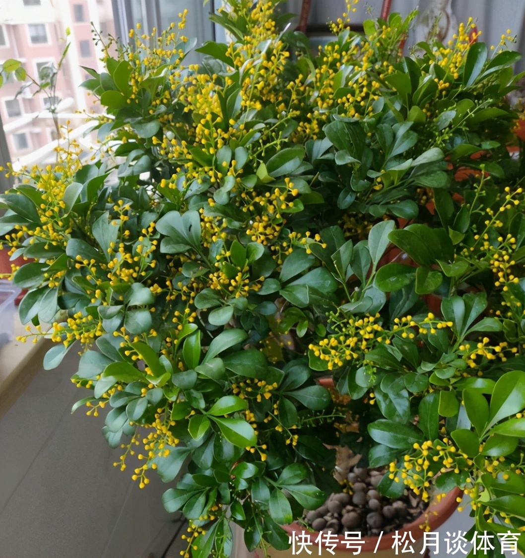 金枝玉叶|公认好养的5种花,能活一百年,开花吉利带仙气,越养越值钱