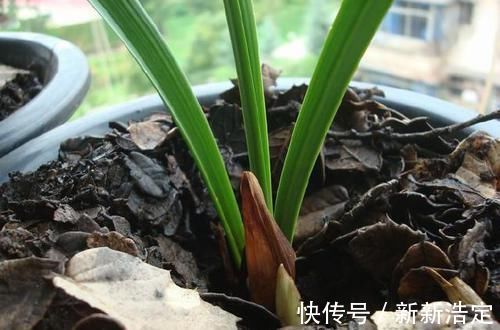 兰花盆里,放几粒“它”,比啥肥都好使,猛窜新芽,越长越旺
