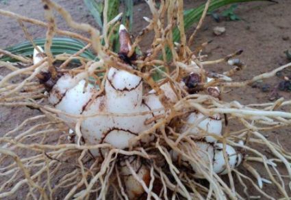 看着像大蒜,近看似蜗牛,花朵像蝴蝶兰