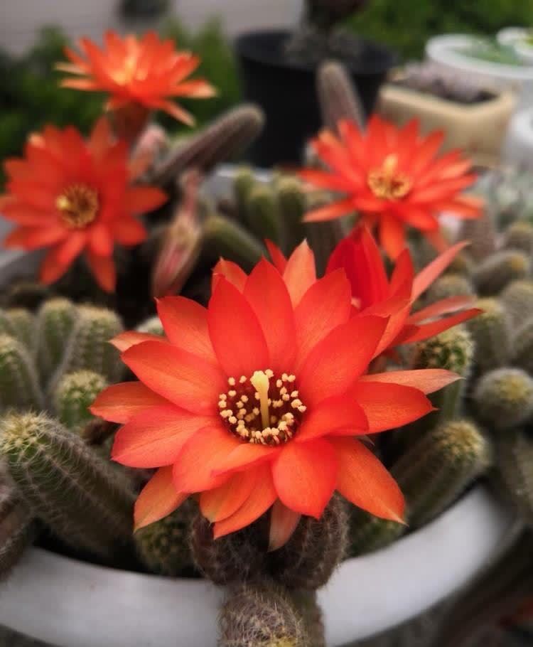 白檀怎么养?做好几点,每年都开出火红火红的花