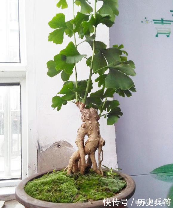 挂果|养了十年的银杏盆景,终于挂果了,朋友出2000元想买被拒绝!