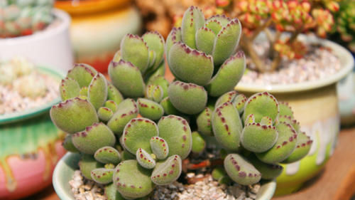 冬季熊童子变瘦，4月份做好4点后，“小熊掌”胖胖的