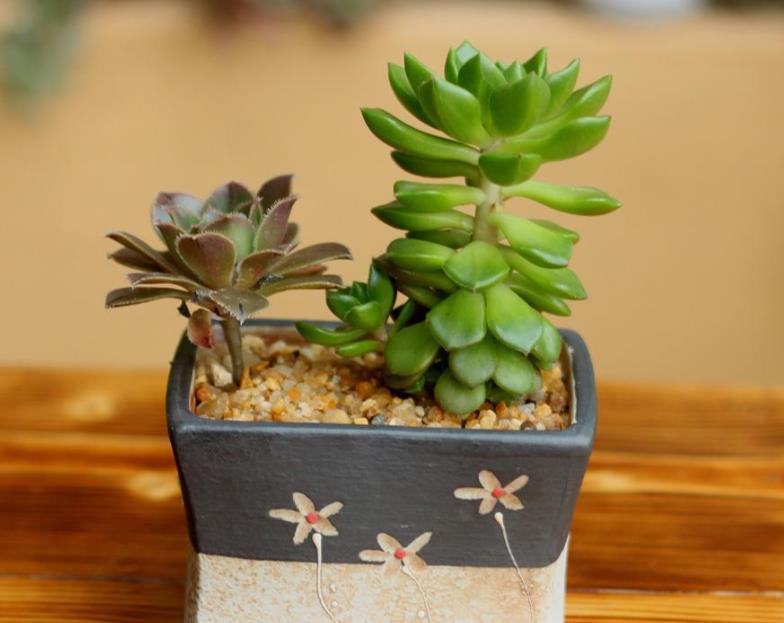 早剪|赞！天热盆栽多肉，满足此3点，安全度夏，谁见了都喜欢