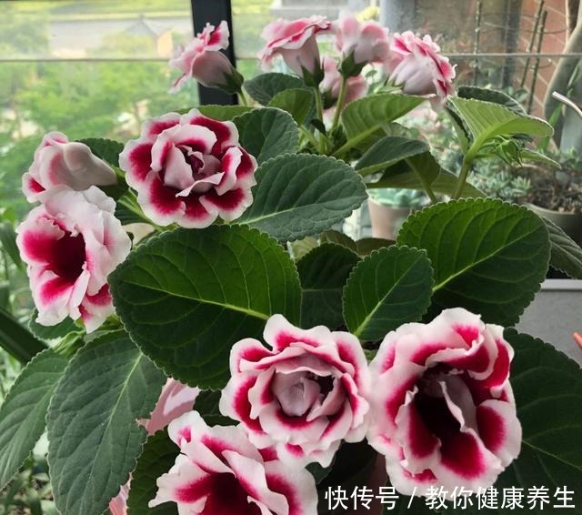 七种耐阴的开花植物，好养如绿萝，花期不短，适合室内、北阳台养！