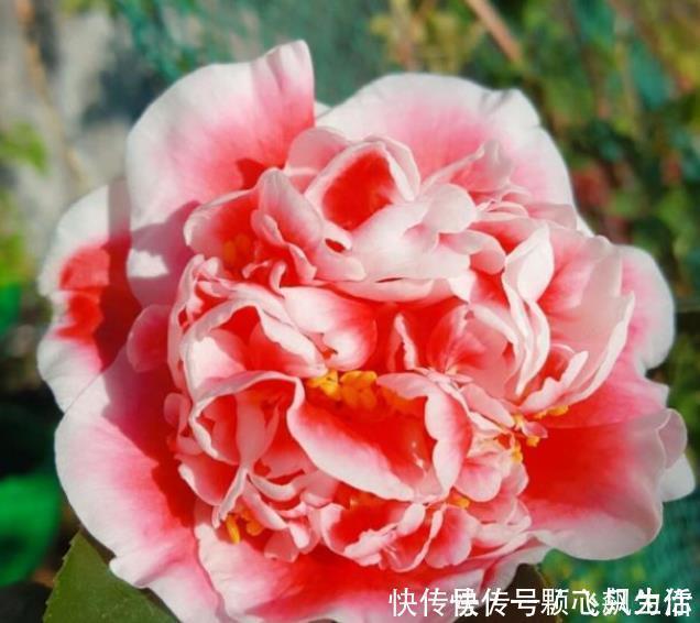 赛牡丹|3种花花朵硕大、花期长，比牡丹还美，比吊兰好养，你养了吗