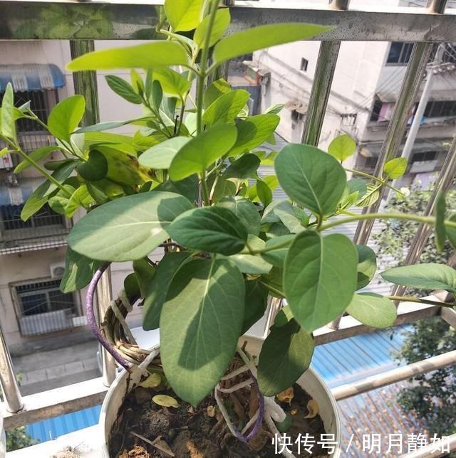 不想买花就养这,随手扦插1个枝,10天发芽,能长成老桩,花芳香