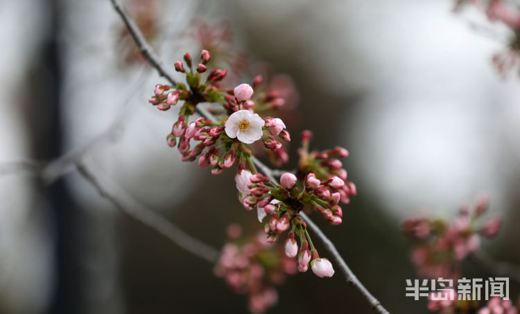 樱花？紫叶李？傻傻分不清楚！