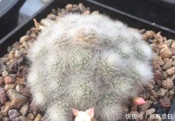 这16种花冬天越浇越死,3个月不管,反而长高个