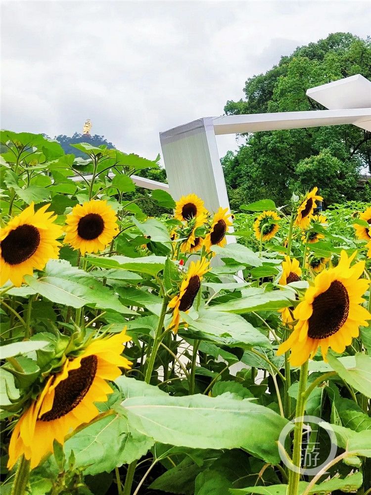 海外大v探寻渝北乡村里的诗与远方 粉紫色