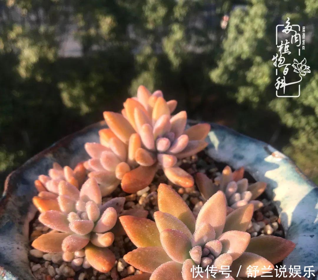 楼顶的多肉,让我的生活无意间打开了一个新世界!