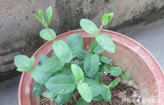 插枝|这花插枝即活,一年爬满阳台,花可泡茶喝,清火明目