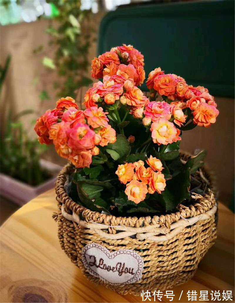 寓意|10大“吉祥花”适合养客厅,格调高,株型美,旺财又护家