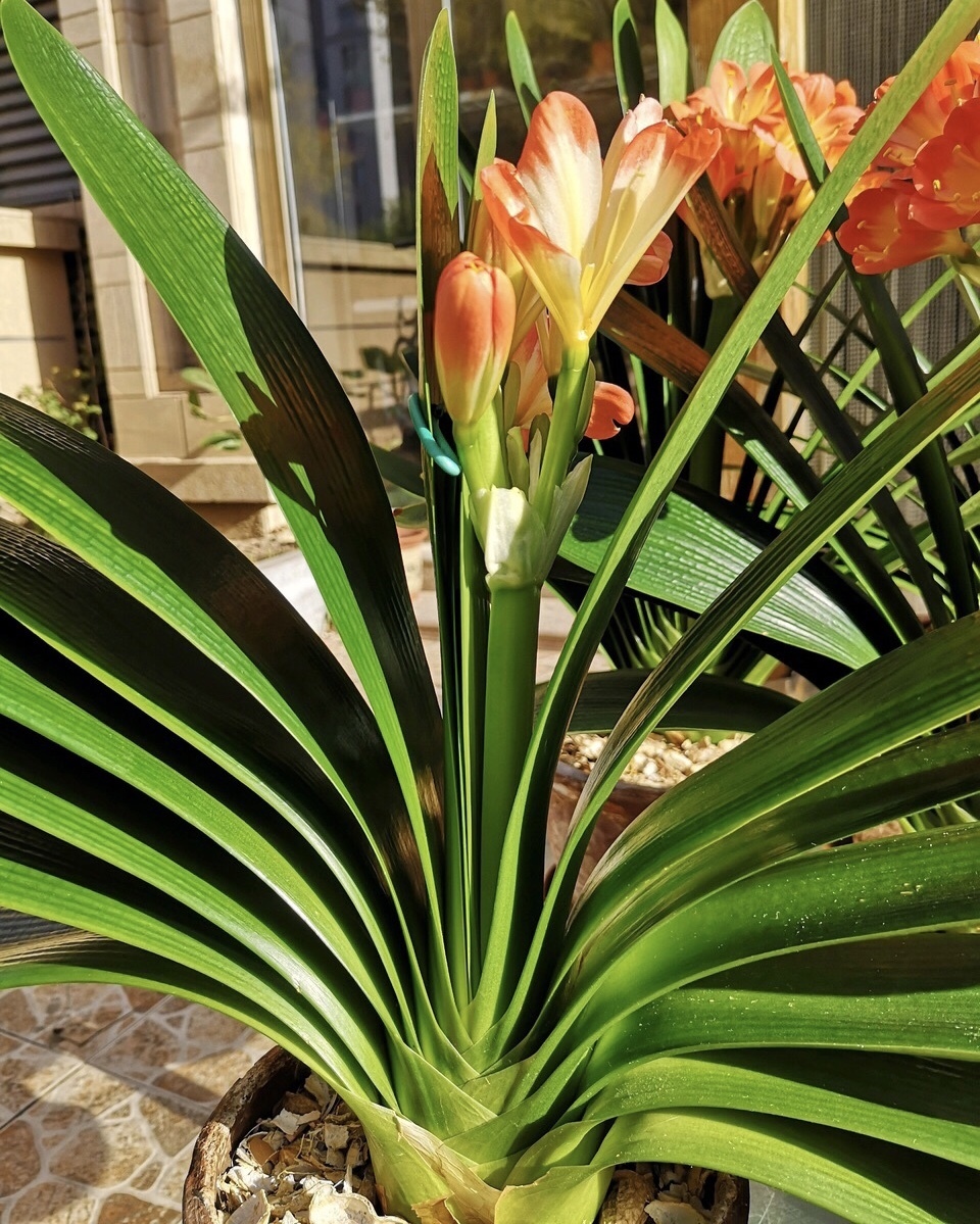 君子兰是个“肥罐子”,30天喂上10粒“肥”,新叶蹭蹭冒!