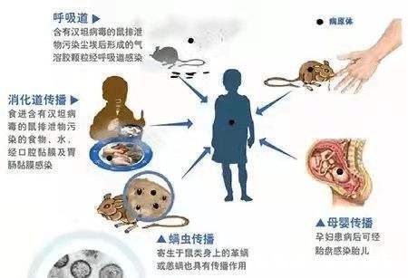 排泄物|出血热疾病“碰瓷”草莓 主要传播途径实为鼠传人