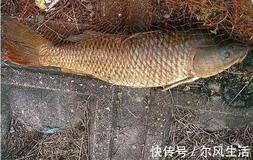 配方|泡酒米方法弄错全白搭!老钓鱼人压箱底的酒米配方,专钓鲫鲤