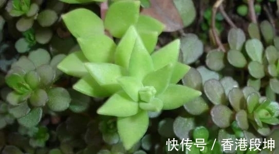 这一种“高颜值”多肉植物,大部分人用来当盆栽种,其实是上好药
