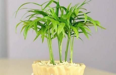 土壤|在家老养“死亡花”这些养花秘诀,真后悔没早点告诉你