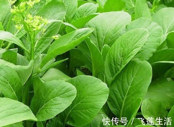 肝毒|肝不好的人,此3种养肝食物要多食用,排出肝毒更健康