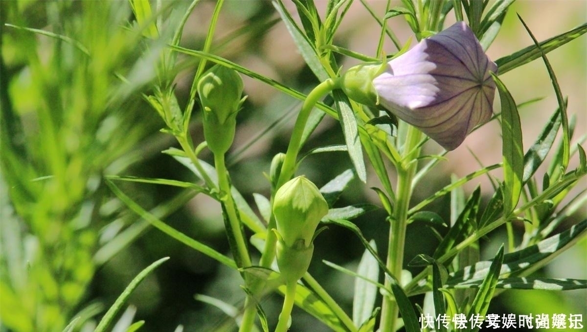 桔梗|农村一种特殊野菜,根似人参营养高,做成泡菜超下饭,见到别错过