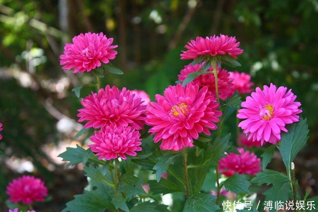 花卉|4种比长寿花还漂亮的花卉,花期270天,鲜艳美丽,花友首选