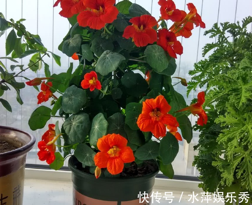 好看又好养的旱金莲，盆栽抓住这4个要点，花墙、花帘子全有了