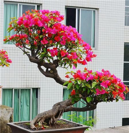 2种漂亮花,一根枝条就是一盆,生命力顽强开花美!
